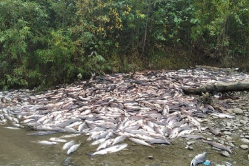 Массовую гибель рыбы на Сахалине назвали экологической катастрофой